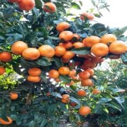 W. Murcott Mandalina Fidanı Sertifikalı Tüplü Aşılı 2 Yaş (90-120 cm) 500 Adet