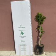 W. Murcott Mandalina Fidanı Sertifikalı Tüplü Aşılı 2 Yaş (90-120 cm) 500 Adet