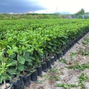 W. Murcott Mandalina Fidanı Sertifikalı Tüplü Aşılı 2 Yaş (90-120 cm) 500 Adet