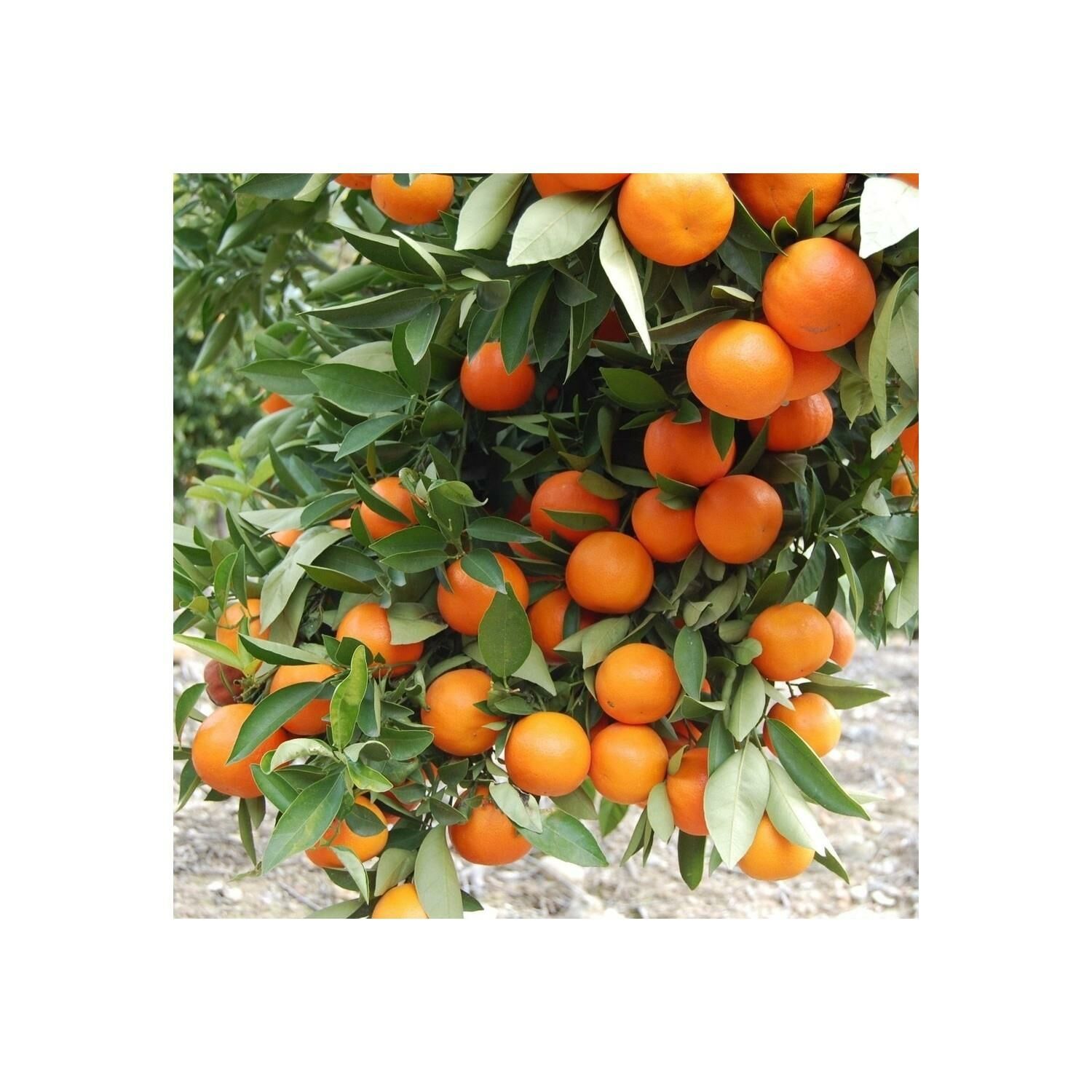 Nova Mandalina Fidanı Tüplü Aşılı 2 Yaş (90-110 cm) 500 Adet