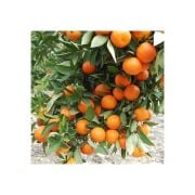 Nova Mandalina Fidanı Tüplü Aşılı 2 Yaş (90-110 cm) 500 Adet