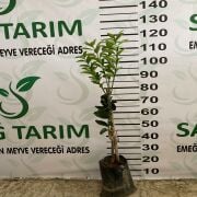 Nova Mandalina Fidanı Tüplü Aşılı 2 Yaş (90-110 cm) 500 Adet