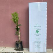 Nova Mandalina Fidanı Tüplü Aşılı 2 Yaş (90-110 cm) 500 Adet