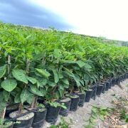 Nova Mandalina Fidanı Tüplü Aşılı 2 Yaş (90-110 cm) 500 Adet